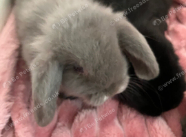 Baby mini lops