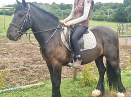 Stunning registered Dales gelding