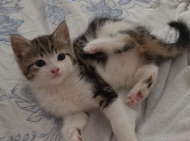 Kittens for Sale
