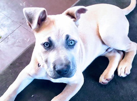 presa x mastiff puppy