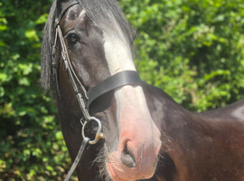 MELODIE 18.2HH SUCCESSFUL SHIRE MARE