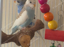 Pair of budgies for sale