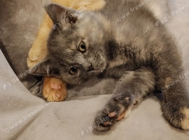 Kittens ready for their new home