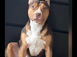 Beautiful 4year old boy
