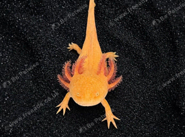 Adult Axolotls