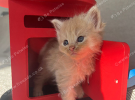 Beautiful long-haired kittens