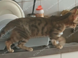 Smart bengal boy ready to leave now