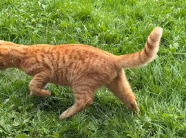 Ginger male cat