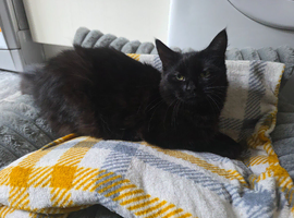 8month old kitten female