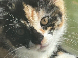 Beautiful kittens ginger& white and calico