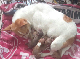 Chihuahua puppies - ready DECEMBER 1