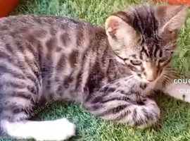 Lovely friendly BOY who sadly my older cat bullying