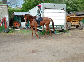 16.1hh chestnut mare