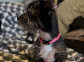 Chihuahua cross Shih Tzu