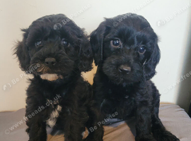 Cockerpoo cross poochon pups