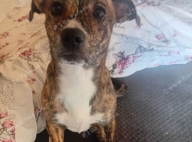 Staffy x chihuahua