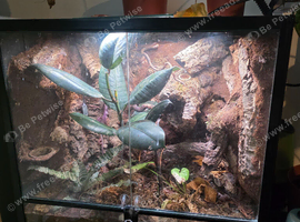 60x60x60 vivarium