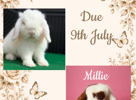 Waiting list OPEN