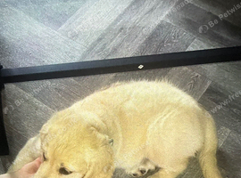 Golden retriever