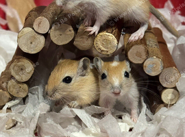 5 Baby gerbils!