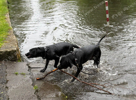 Young KC Registered Labradors - Rehome Together