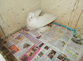 I have 3 pigeons. FOR SALE RACING PIGEON .X TRUPTER. TRUPTER...