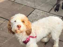 Rosie looking for a loving home