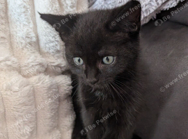 Kittens for sale