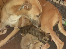 Stunning top quality lurcher puppies