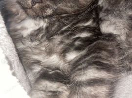 Maincoon&rsquo;s female
