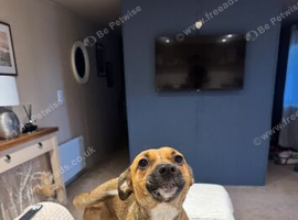 Looking for loving home for our cuddly and loving girl