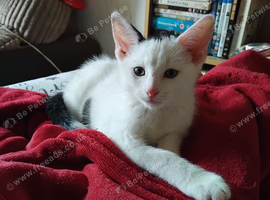 Beautiful male kitten for sale