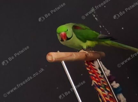 Male Alexandrine parakeet