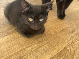 Two black boy kittens