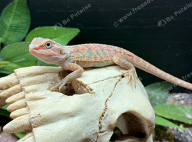 Baby bearded dragons WOW!