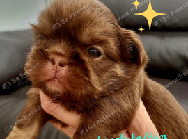 Special quality dobie Imperial shih tzu's