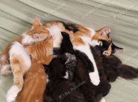 Adorable kittens ready for a new home 7th September mixed prices