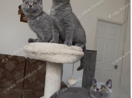 Three sweet little blue Britishshorthair female kittens are available for sale