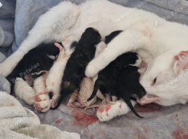Kittens for sale
