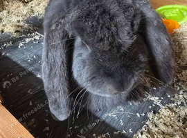 French lop female