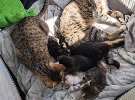 Kittens