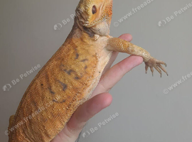 Red monster female bearded dragon