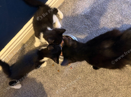 2 kittens ready to go