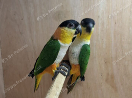 Black headed caiques
