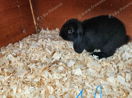 Mini lop x american blue