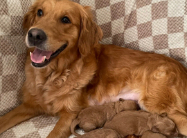 Beautiful F1 Miniature Goldendoodles