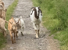 Pedigree Boer Nanny and Nanny Kid