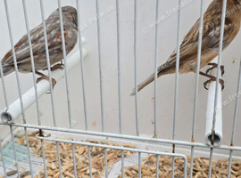 BEAUTIFUL PAIR RED BLACK GRAYWINGS