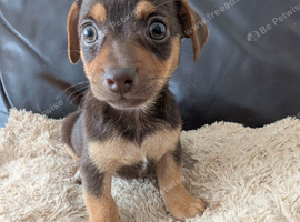 Beautiful Pure Bred Jack Russells.