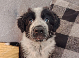 German shepherd cross border collie puppies known as Shollies for sale